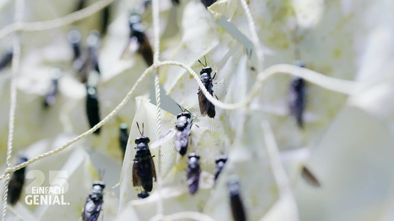 Viele Fliegen auf Stoff.