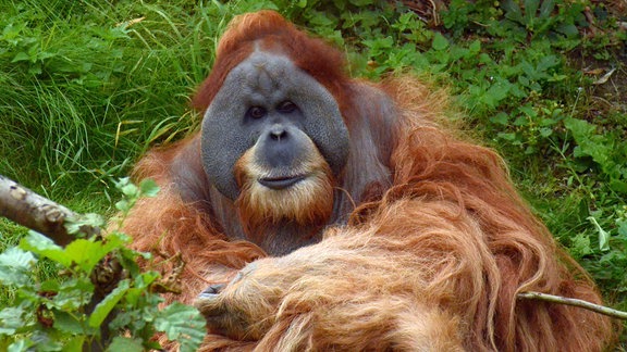 Orang-Utan Bimbo im Zoo Leipzig