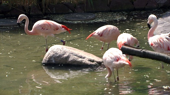 Flamingos