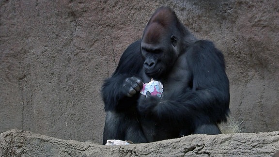 Gorilla Abeeku im Zoo Leipzig