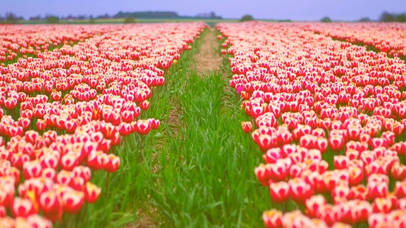 Tulpenfeld in Schwaneberg bei Magdeburg