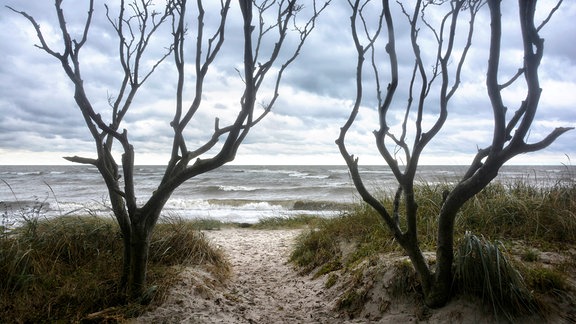 Strand mit Dünen und bizarren Bäumen