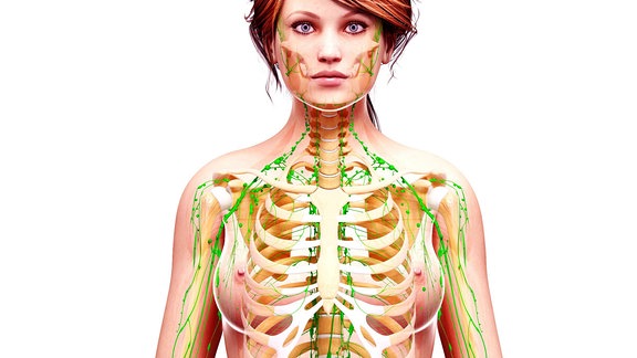 Lymphsystem einer Frau