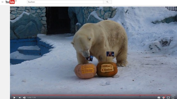 Ein Eisbär spielt zwei Kürbissen