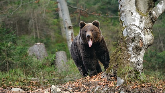 Ein Braunbär