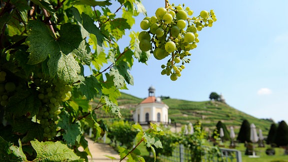 Blick auf Schloss Wackerbarth in Radebeul