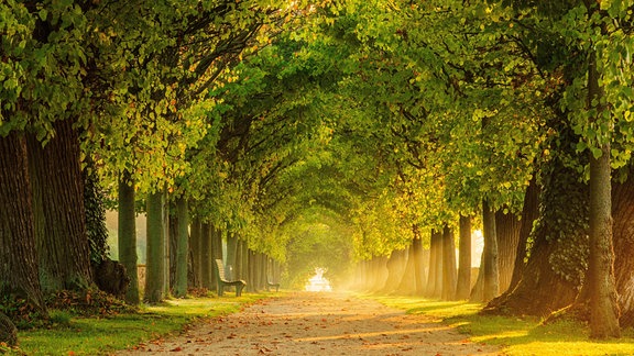 Tunnelartige Lindenallee im Morgenlicht im Park von Schloss Hundisburg bei Haldensleben.