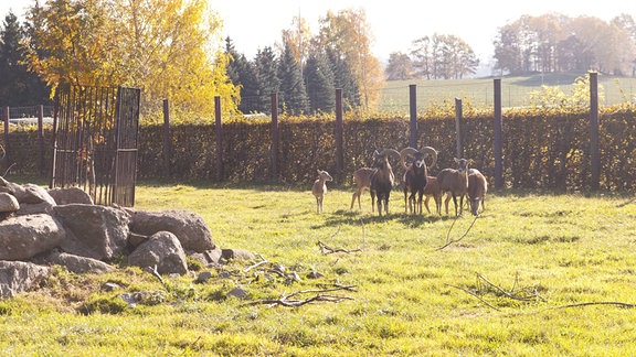 Tiere steht auf einer sonnenbeschienen Wiese im Tierpark Hirschfeld.