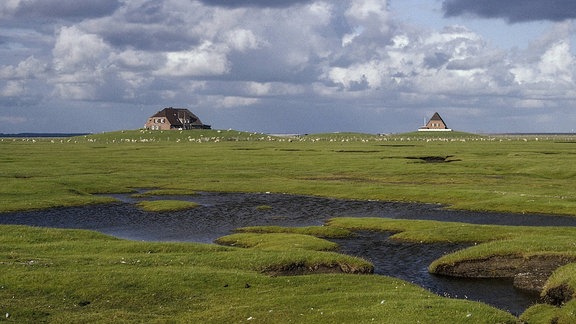 Hallig Nordstrandischmoor, 2017 