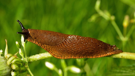 Eine Spanische Wegschnecke (Arion vulgaris)