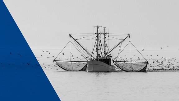 Fischkutter auf der Nordsee mit ausgelegten Netzen und Schwarm von Seemöwen