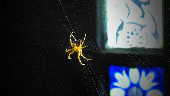 Eine Spinne im Netz