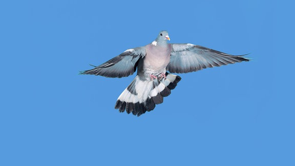 Ringeltaube im Flug gegen blauen Himmel 