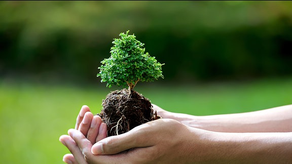 Eine Hand hält einen kleinen Baum.