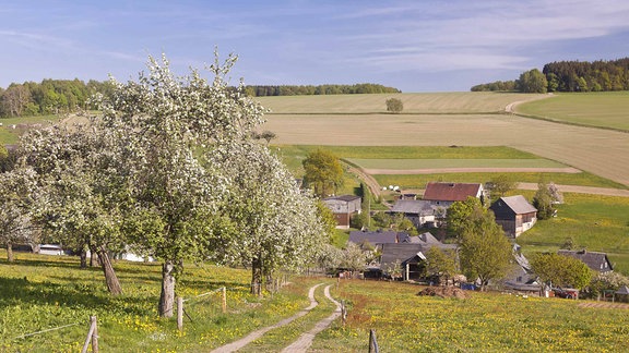 Ein Wiesenweg mit Obstbäumen