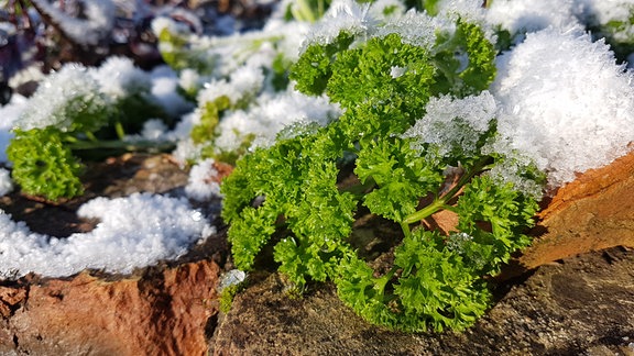 Eine Krausepetersilie zwischen leicht angetauten Schneekristallen