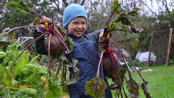 Ein kleiner Junge hält große Rote Beete Knollen in seinen Händen. 