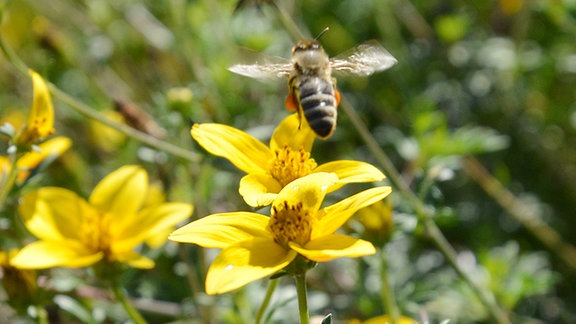 Biene fliegt über einer gelben Blüte. 