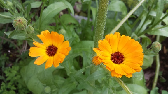 gelbe Blüten von Ringelblumen