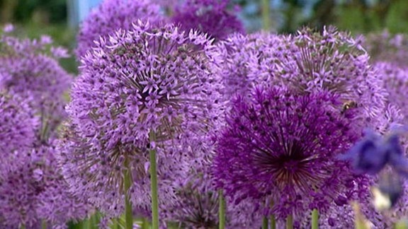 violette Blütenkugeln - Mit seinen pusteblumenähnlichen Blüten ragen die Blüten des Allium aus dem Ziergarten heraus.