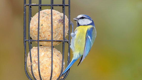 Eine Blaumeise am Meisenknödel