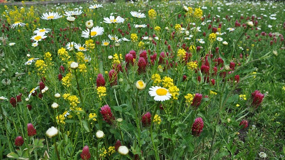 Blühwiese im Egapark Erfurt mit Margeriten, Acker-Senf und Inkarnat-Klee.