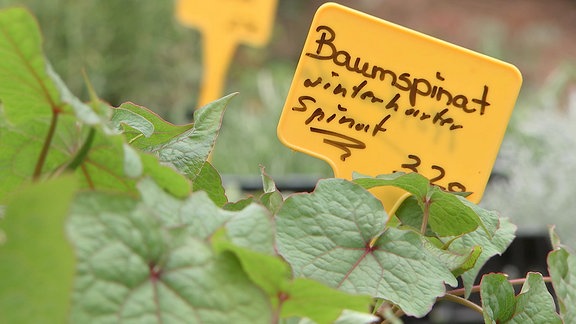 Blätter des Baumspinats mit Pflanzenschild