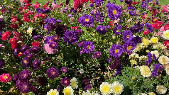 Sommerastern im Egapark Erfurt