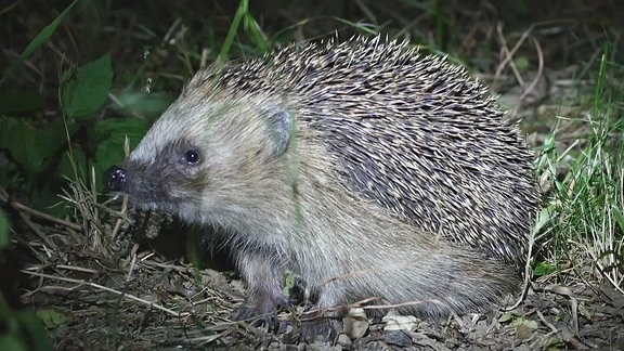 Igel