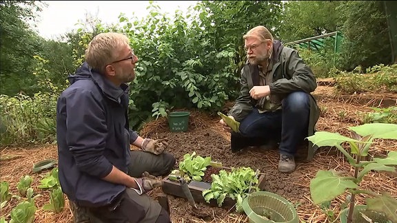 Pflanzenexperte Martin Krumbein gibt Tipps zur Pflanzung von Salat