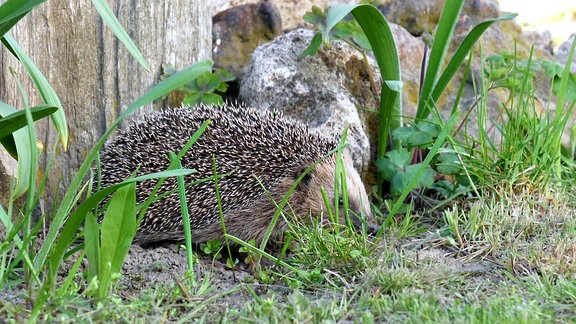 Igel