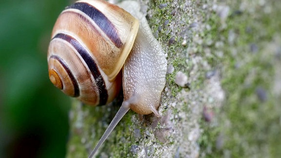 Gehäuseschnecken