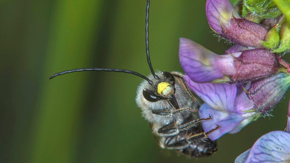 Frühe Langhornbiene