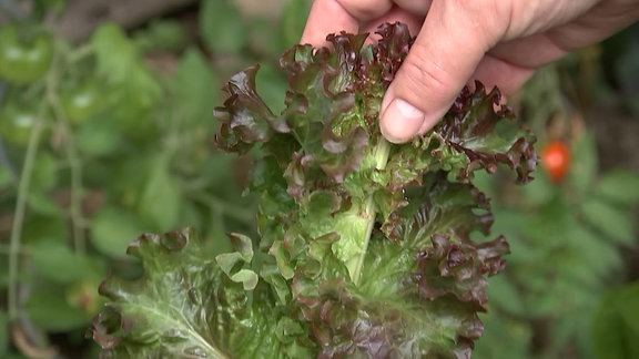 In die Höhe geschossender Salat im Kleingarten von MDR Garten-Redakteur, Hobbygärtner und Gemüsefreund Jörg Heiß