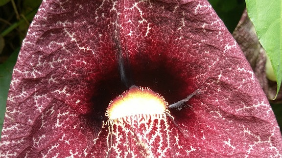 Im Botanischen Garten von Stellenbosch (Südafrika) wächst diese Riesenpelikanblume.