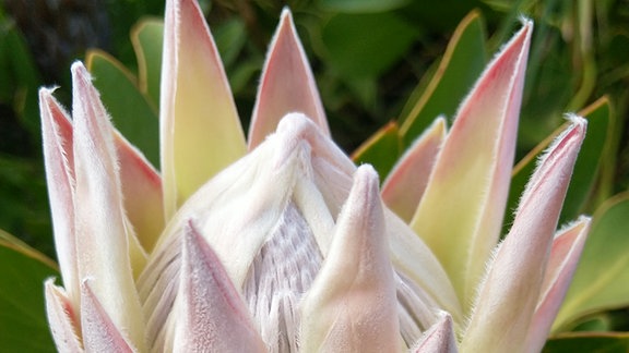 Die Nationalblume Südafrikas ist die Königsprotea.