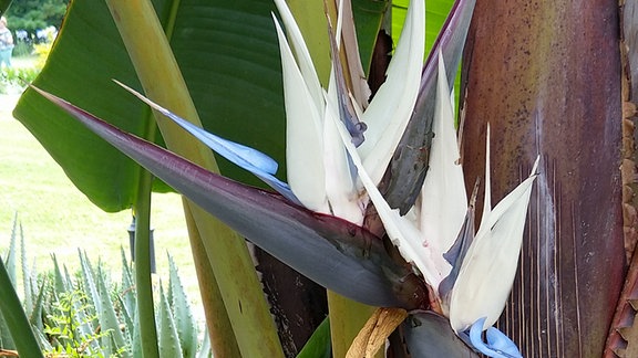 Eine Weiße Strelizie (Strelitzia alba) wächst in Südafrika. 