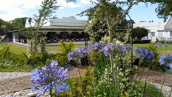 Eine Afrikanische Schmucklilie (Agapanthus africanus) wächst in einem Garten in Südafrika.