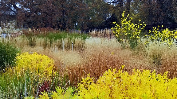 Herbtfärbung im Gräsergarten egapark