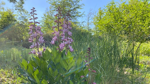 Eine Pflanze mit vielen kleinen, glockenförmigen, blasslila Blüten steht auf einer Wiese