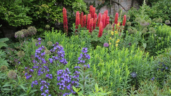 Mehrere verschiedene Pflanzen, die blaue, gelbe und rote Blüten tragen, in einem Staudenbeet vor einer Ziegelmauer