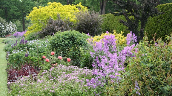 Mehrere verschiedene Sträucher und blühende Pflanzen, die lilafarbene und hellrote Blüten tragen, in einem Staudenbeet an einer Rasenfläche mit einer Thuja-Hecke im Hintergrund