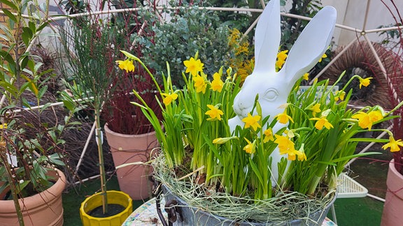 Eine weiße Osterhasenfigur sitzt in einer mit Narzissen bepflanzten Blechschale.