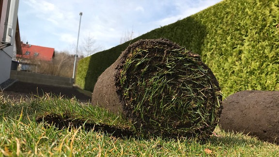 Zwei Bahnen aufgerollten Fertigrasens liegen in einem Garten mit einer dichten, grünen Hecke im Hintergrund auf einer Rasenfläche 