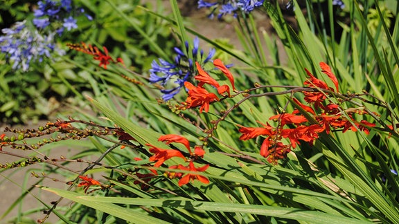 Rot blühende Montbretien