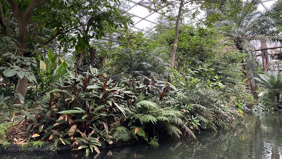 Tropenhaus Gondwanaland im Leipziger Zoo