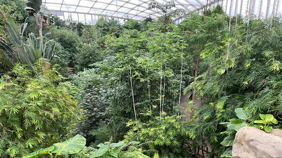 Tropenhaus Gondwanaland im Leipziger Zoo