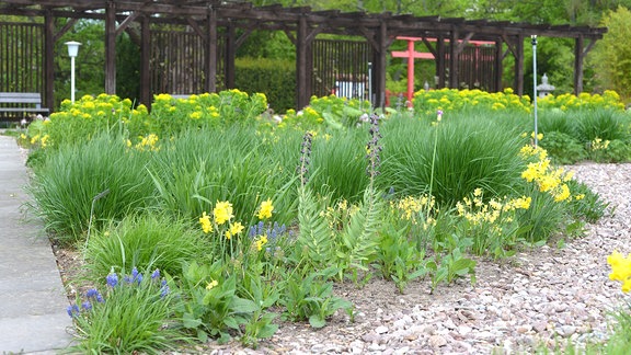 Gräsergarten mit niedrig wachsenden Gräsern und Frühblühern im egapark Erfurt