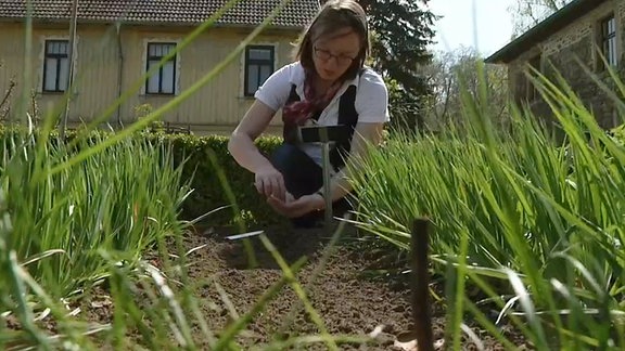 Hafergras und Schwarzwurzel - zweijähriges Wurzelgemüse ernten