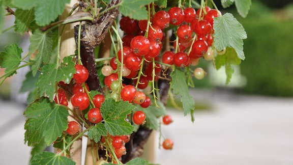 Rote Johannisbeeren